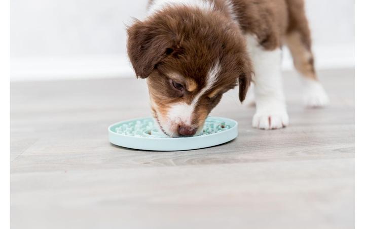 Actual product image Trixie Junior Licking Plate, Ø 21 cm, Mint (Dog activity toy)