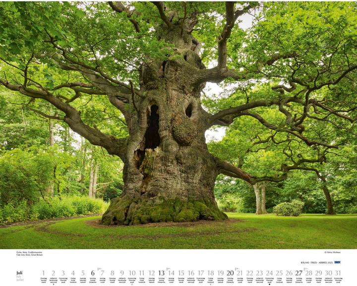 Image du produit Arbres 2025 - Calendrier mural 60x50 cm - Reliure à spirale (50 x 60 cm, Couverture rigide, Allemand)