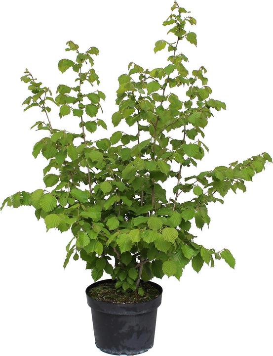 Immagine prodotto Zulauf Haselnussstrauch / Corylus avellana (100 cm)