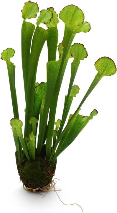 Produktbild Fleur Ami KOBRALILIE Kunstpflanze (55 cm)