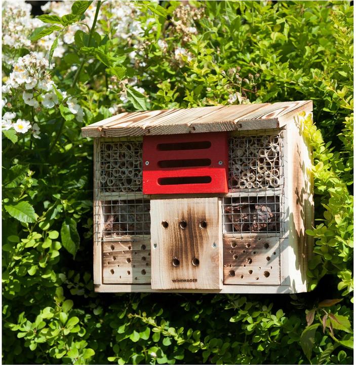 Image du produit Windhager Le tilleul (Chrysanthèmes, Bourdons, Coccinelles, Chansons accrocheuses, Abeilles sauvages)