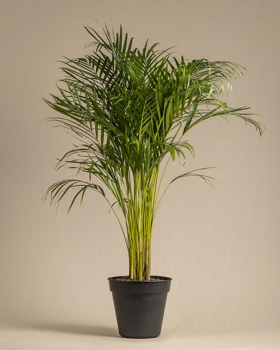 feey Goldfruchtpalme XL (125 cm, Frisch umgetopft)