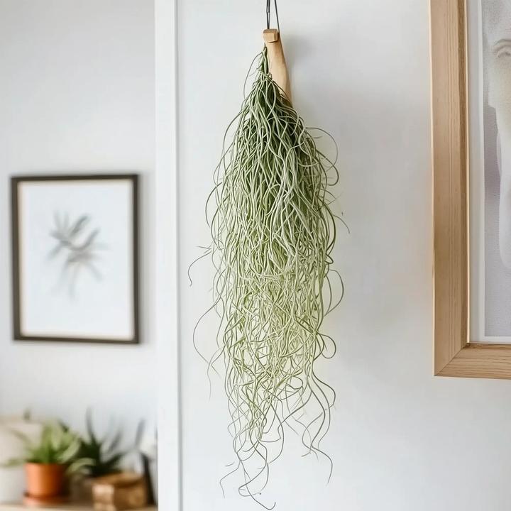 Immagine prodotto Plant in a Box Tillandsia Usneoides (muschio spagnolo) (25 cm)
