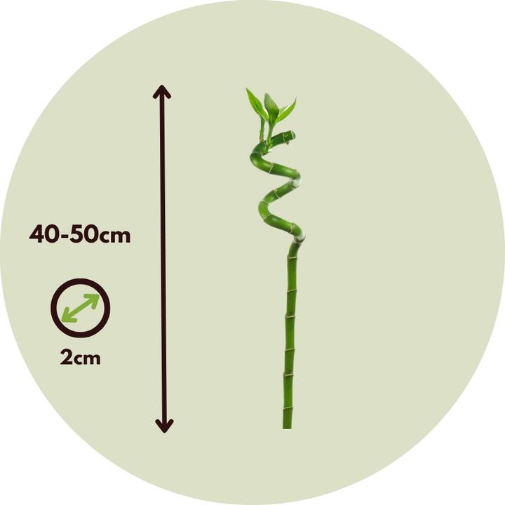 Produktbild Plant in a Box Dracaena sanderiana - 12er Set Glücksbambus (40 cm)