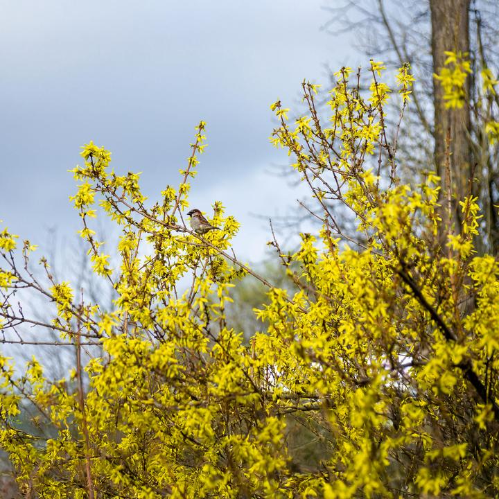 Actual product image Plant in a Box Forsythia intermedia 'Minigold' - Set of 4 Forsythia (25 cm)