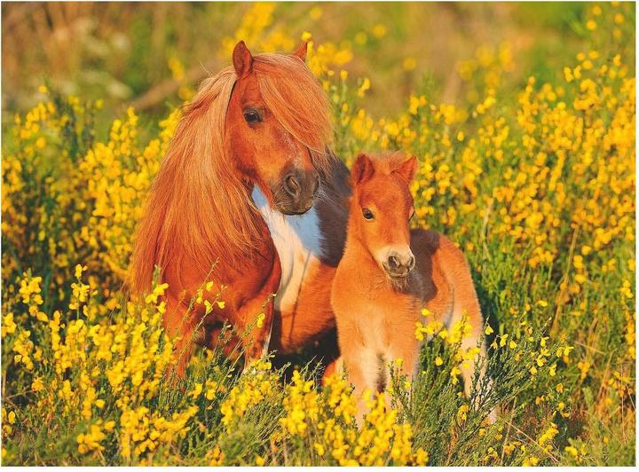 Actual product image Ravensburger Shetland ponies (100 pieces)