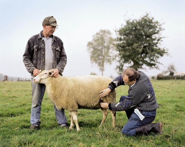 Actual product image Kerbl HK Pregnancy Diagnostic Device for Sheep and Goats (Dog)