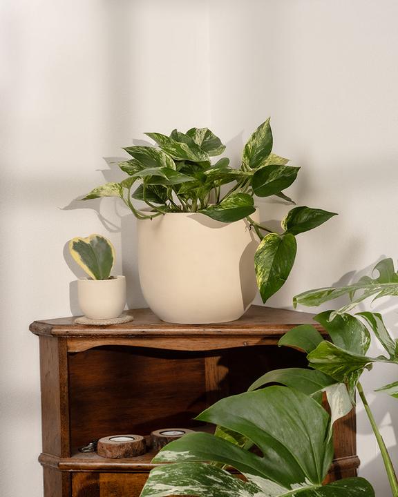 Produktbild feey Grosse Efeutute Marble Queen (35 cm, Frisch umgetopft)