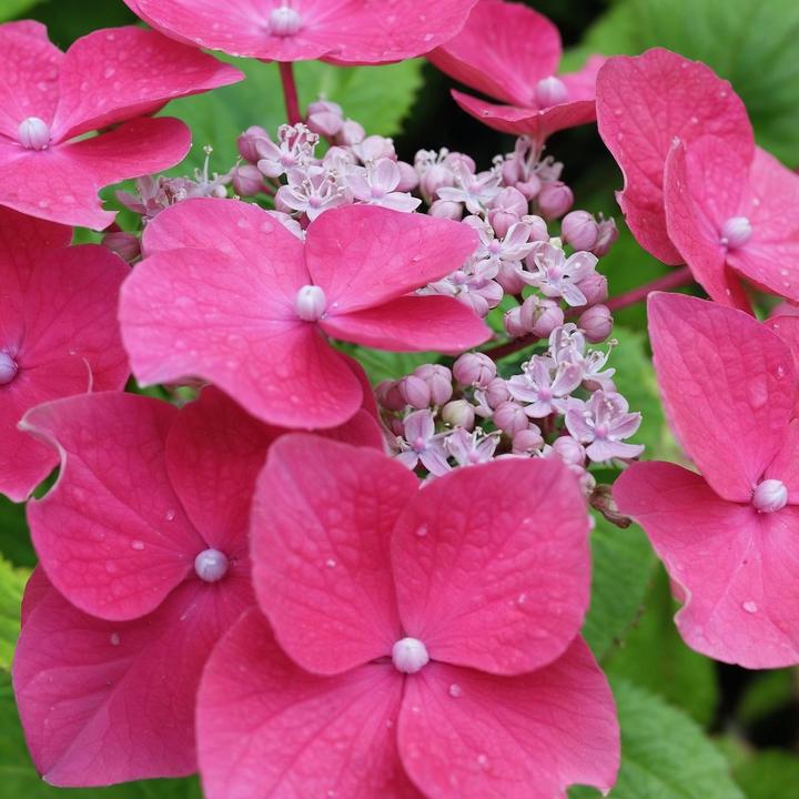 Produktbild Plant in a Box Hydrangea macrophylla teller 'Red Bull' - 3er Set Hortensien (25 cm)
