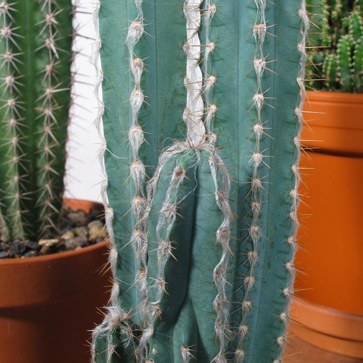 Immagine prodotto Kakteen Gautschi Rocce e pilastri (35 cm)