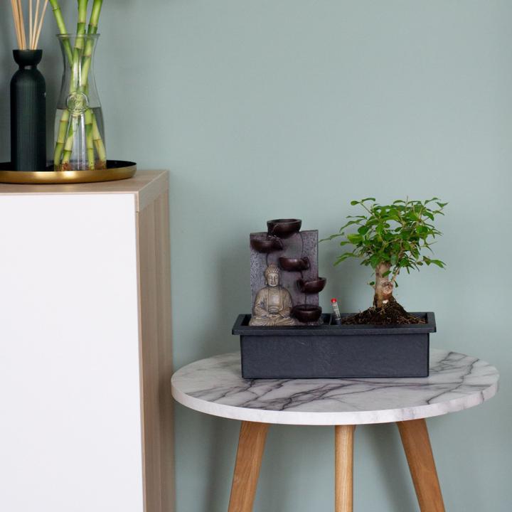 Image du produit Plant in a Box Bonsai Ligustrum, Carmona, Ficus Retusa, Syzygium, Sageretia - 2er Set Bonsai Système d'eau Bouddha (25 cm)