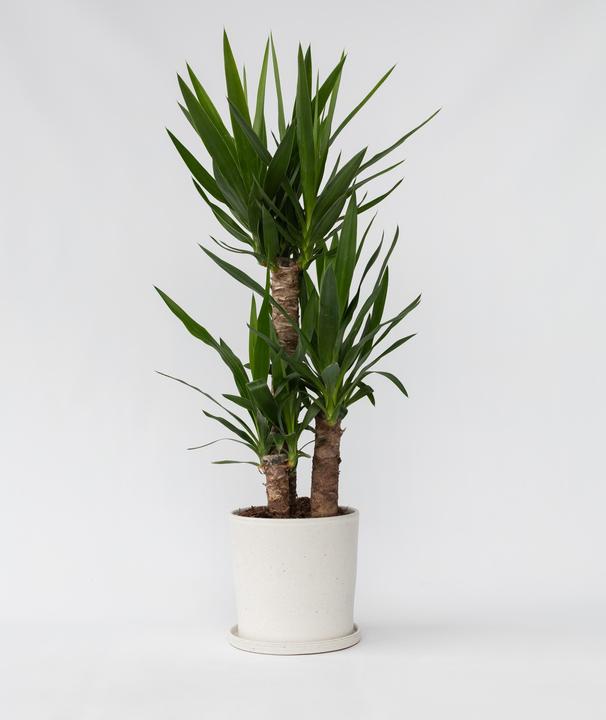 Immagine prodotto Plant in a Box Yucca Elephantipes - Palmlelie (70 cm)