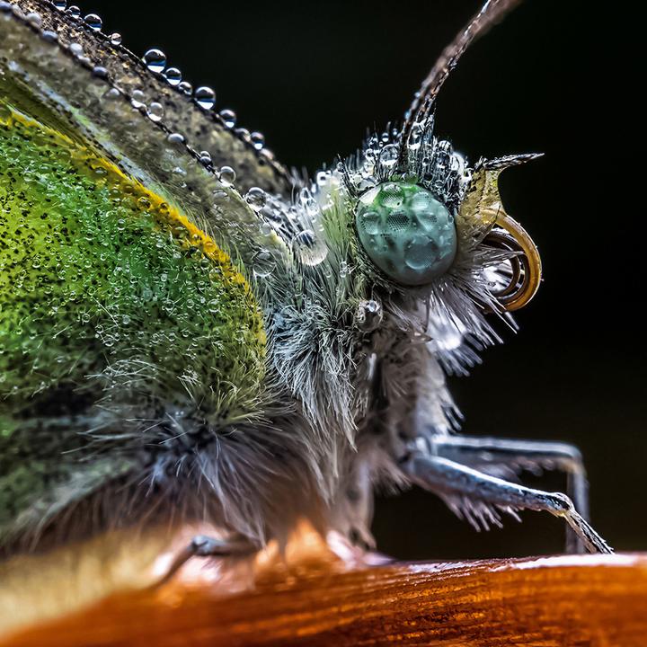 Immagine prodotto Venus Optic 65mm f/2.8 2x Ultra Macro Canon EF-M (Canon EF, APS-C / DX)