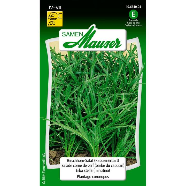 Image du produit Samen Mauser Salade de corne de cerf Barbe de capucin (Graines de légumes)