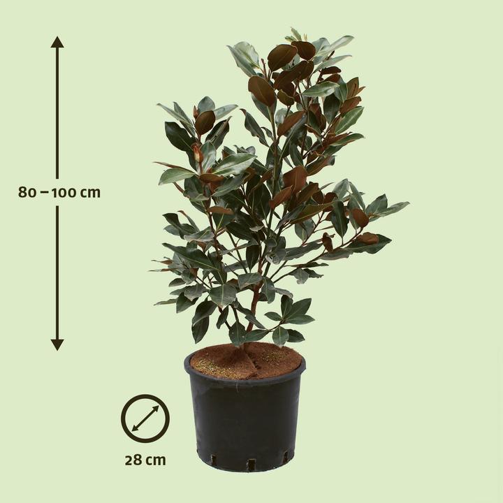 Produktbild Zulauf Immergrüne Zwerg-Magnolie / Magnolia grand. 'Little Gem' (100 cm)