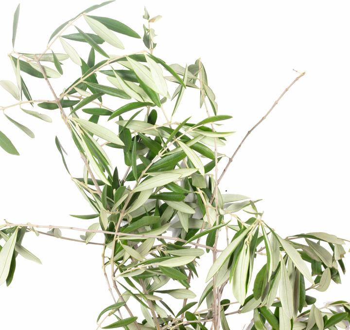 Actual product image Flowerbox olive leaves (Dried flowers)