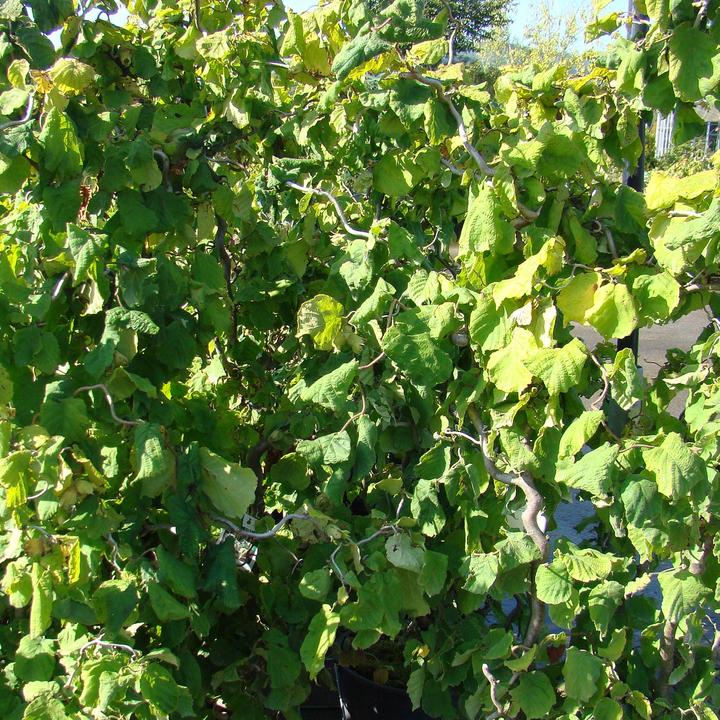 Actual product image Zulauf Corkscrew Hazel (80 cm)