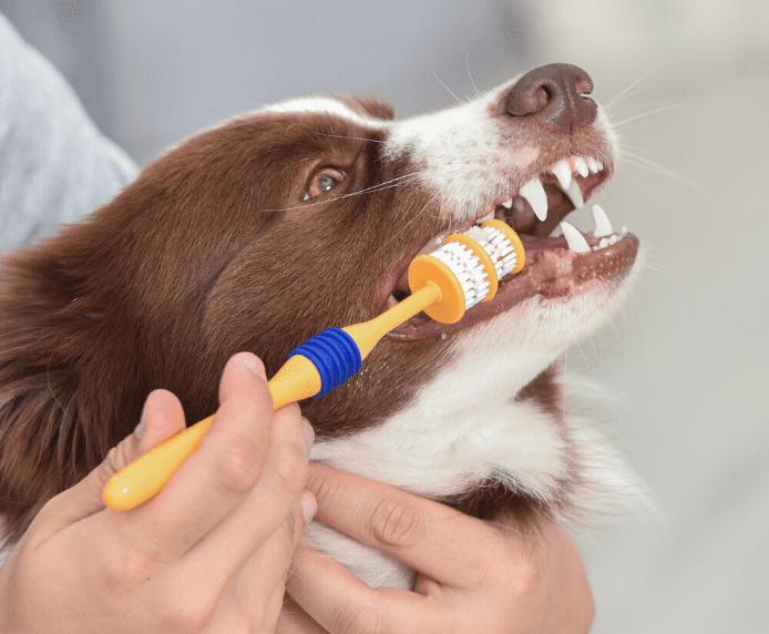 Actual product image Company of Animals 360° toothbrush dogs (Dog)