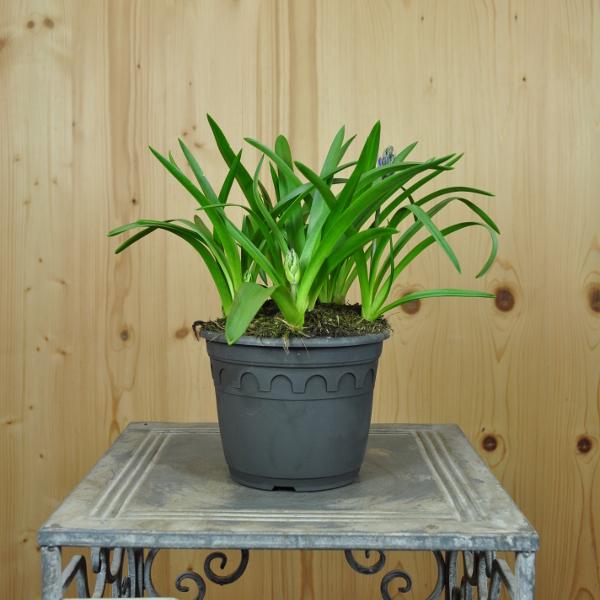 Produktbild Säntispracht 3 er Set, Das schattenliebende Atlantische Hasenglöckchen - Hyacintoides non-scripta (30 cm)