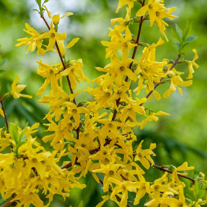 Actual product image Plant in a Box Forsythia intermedia 'Minigold' - Set of 4 Forsythia (25 cm)