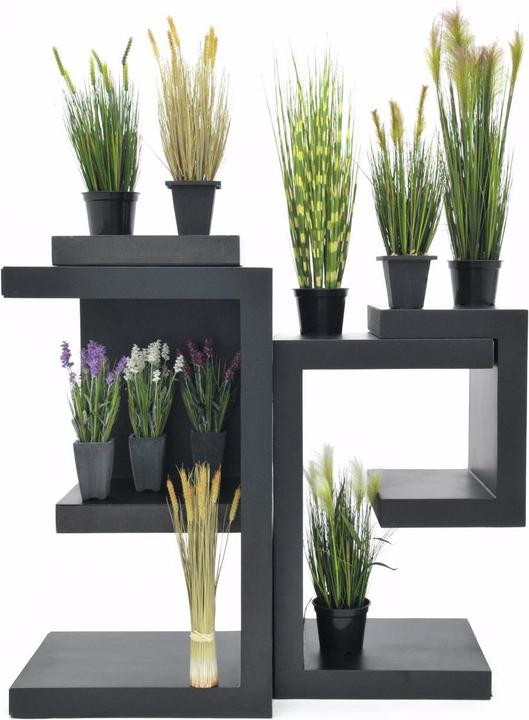 Productafbeelding Europalms Tarwe vroege zomer (60 cm)