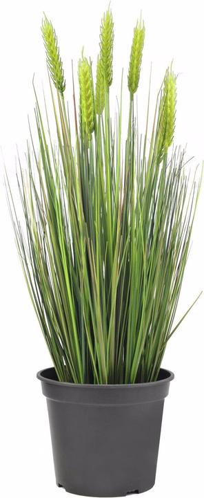 Europalms Weizen Frühsommer (60 cm)