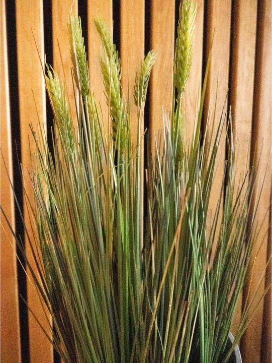 Productafbeelding Europalms Tarwe vroege zomer (60 cm)