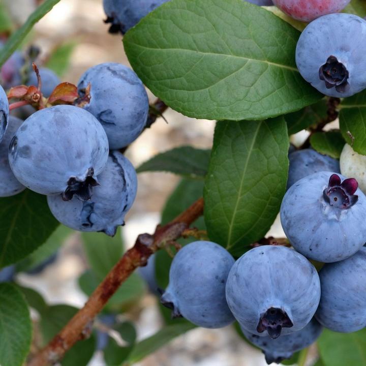 Actual product image Plant in a Box Vaccinium corymbosum 'Sunshine Blue' - 3er Set Blaubeere (25 cm)
