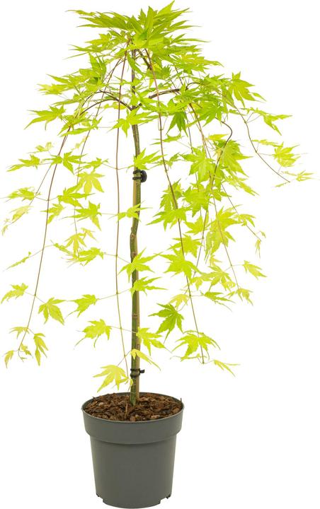 Actual product image Plant in a Box Acer palmatum 'Cascade Gold' - Japanese maple (80 cm)