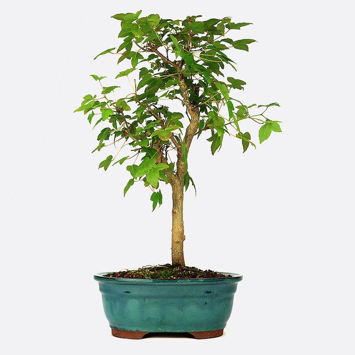 Produktbild Bonsai.ch Acer buergerianum Dreispitzahorn (21 cm)