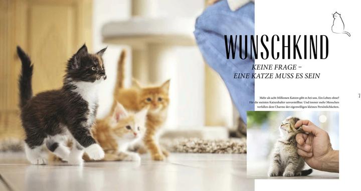 Image du produit Katzen Basics (Allemand, Gerd Ludwig, 2015)