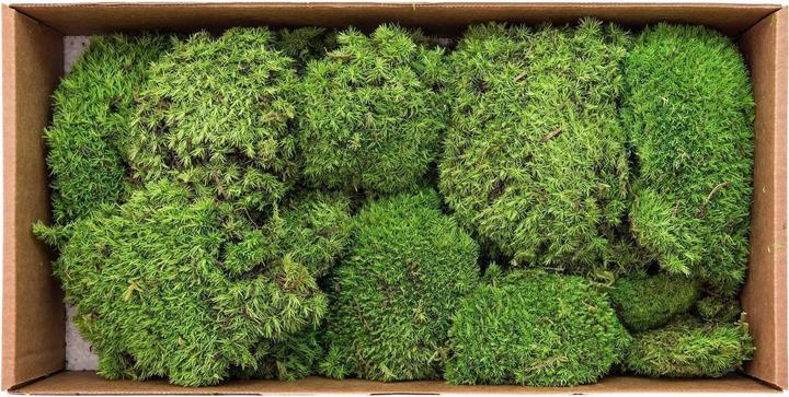 Actual product image Europalms Moss stains apple green prepared 10x