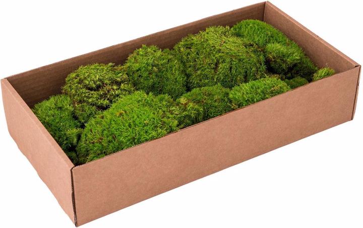 Actual product image Europalms Moss stains apple green prepared 10x