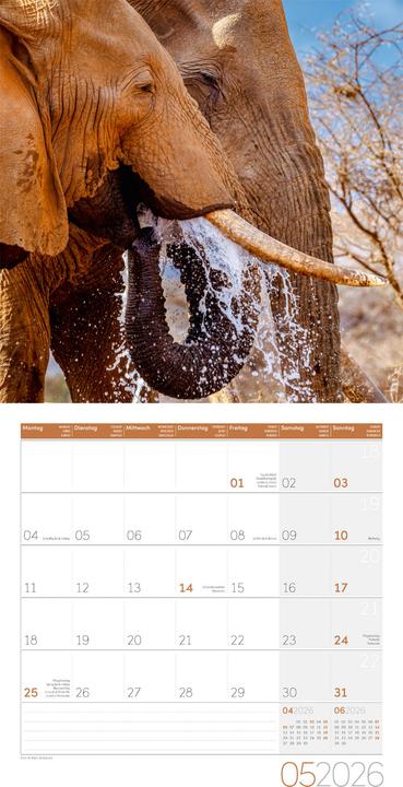 Immagine prodotto Elefanten Kalender 2026 - 30x30 (30 x 30 cm, Copertina rigida, Tedesco, Francese, Italiano, Inglese)