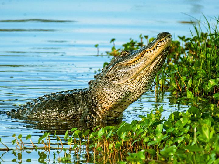 Produktbild Smartbox 4 Übernachtungen im 3*-Hotel in Miami mit Ausflug zu den Everglades und den Keys (2 Pers.)