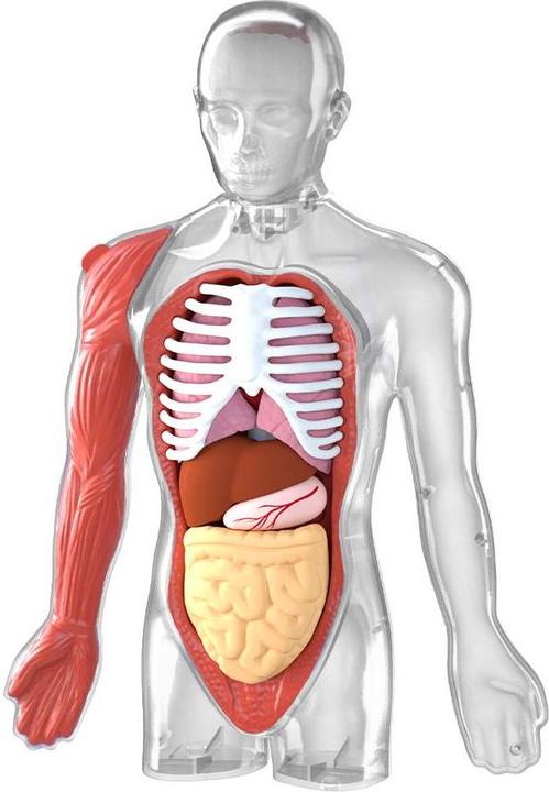 Produktbild Science Can Mein Körper - eine Wissensreise mit Quiz und Sound/ My Body Voice Pedia (Deutsch, Niederländisch, Englisch, Italienisch, Französisch, Spanisch)