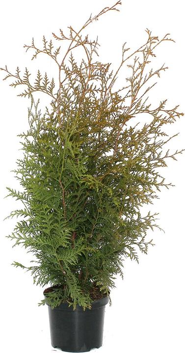Produktbild Zulauf Thuja / Thuja occ. 'Brabant' (60 cm)