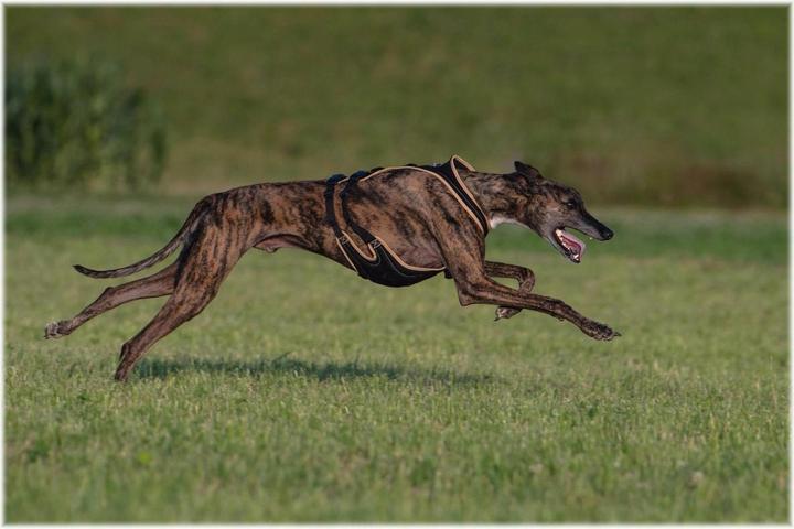 Produktbild Beat Grossenbacher Dogs Fun Run Hundegeschirr spezial Windhund (XS, Hund, Allgemein)