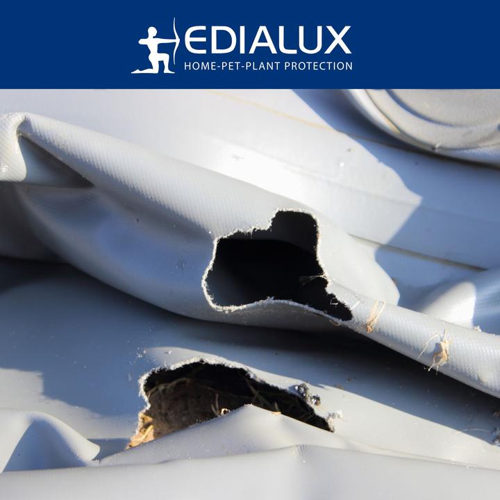 Produktbild Edialux Quicksnap Mausefalle, Promopack 4+2 St?ck
