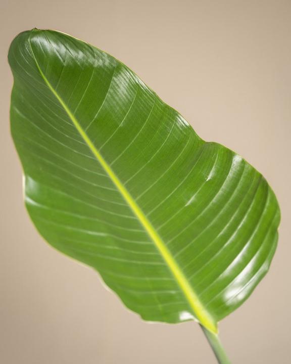 Immagine prodotto feey Strelitzia XL (110 cm, Appena rinvasata)