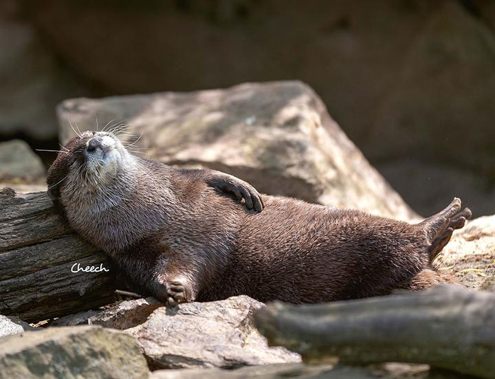 Immagine prodotto Calendario Lontra 2025 Calendario da parete (Tedesco)