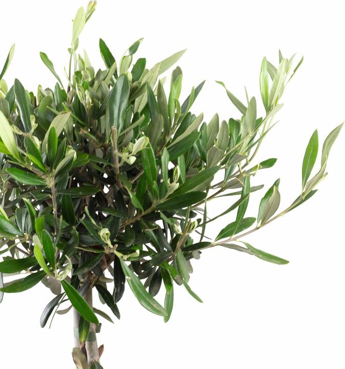Actual product image Flowerbox Olive tree - Olea europaea (110 cm)