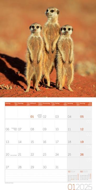 Produktbild Erdmännchen Kalender 2025 - 30x30 (30 x 30 cm, Harter Einband, Deutsch)