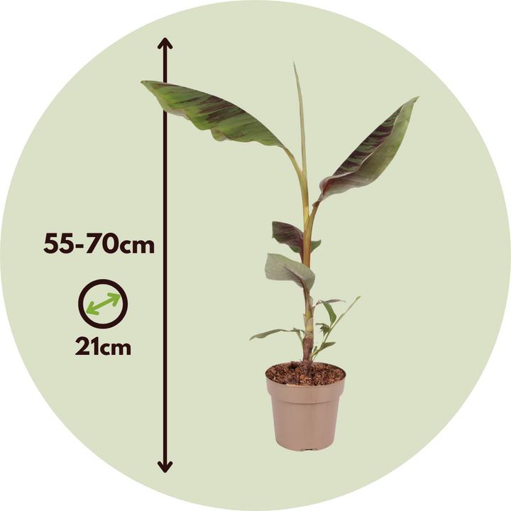 Immagine prodotto Plant in a Box Ensete ventricosum - Bananenpflanzen (55 cm)