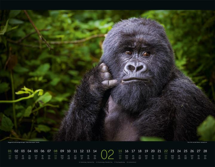 Produktbild Wildes Afrika Kalender 2026 (54 x 42 cm, Harter Einband, Englisch, Französisch, Deutsch)