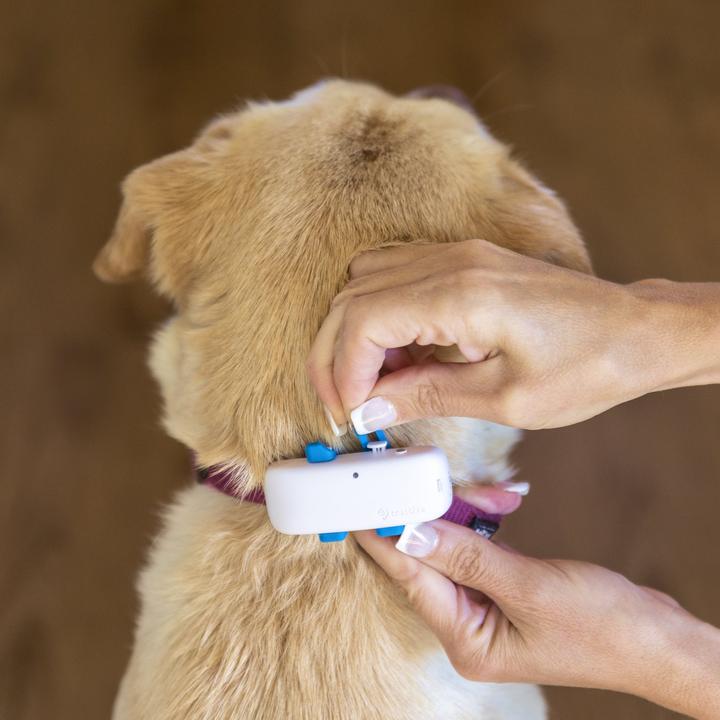Actual product image Tractive Dog 4 GPS Tracker for Dogs (One size, Dog, General)