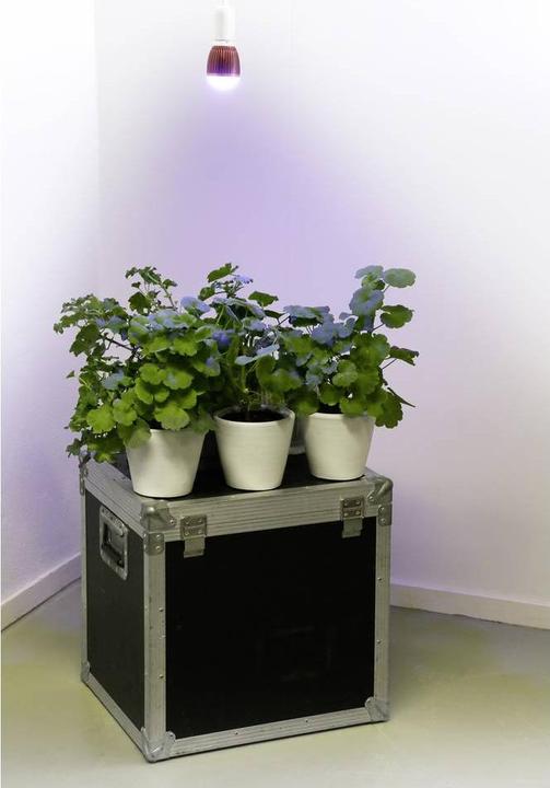 Productafbeelding Venso Kweeklamp Winter (LED, 245 V)
