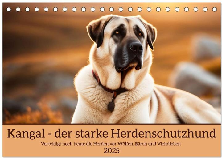 Immagine prodotto Kangal - der starke Herdenschutzhund (Tischkalender 2025 DIN A5 quer), Monatskalender (A5, Tedesco)
