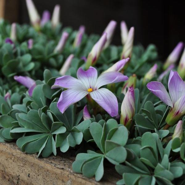Image du produit Säntispracht Set de 3, L'oseille des montagnes, une rareté en rocaille - Oxalis adenophylla (15 cm)