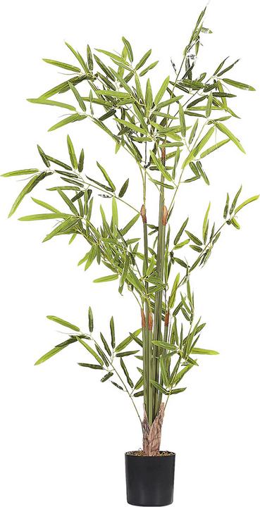 Immagine prodotto Beliani Bambusa Vulgaris (100 cm)